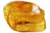 Detailed Fossil Bristletail (Archaeognatha) In Baltic Amber #102801-1
